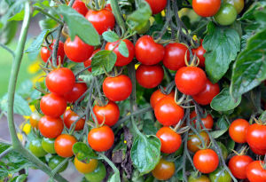 CHERRY TOMATO SEEDS (30PCS SEEDS) - HYBRID/CHERRY RED VARIETY/EASY TO GROW/HIGH YIELDING