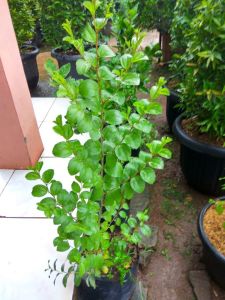 Bibit Bidara Arab Tinggi 60cm Bidara Arab Ruqyah Terlaris