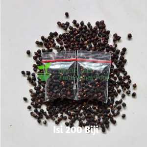 BUAH ANGKUNG KERING OBAT HERBAL STROKE 200 BIJI BONUS 10 BIJI