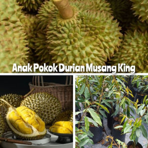 Anak Pokok Durian Musang King/Raja Kunyit/D197 Kahwin