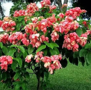 Bibit Bunga Nusa Indah Merah Siap Tanam Murah