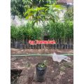 Bibit mangga gadung 1 meter up Batang besar. 