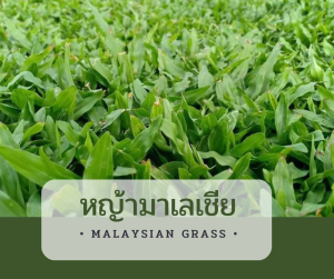 หญ้าจริงปูพื้นสนาม พันธุ์ มาเลเชีย ใบใหญ่ ขนาด 50x100cm ต่อ 1 แผ่น
