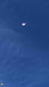 Diều chim lửa bẹn 3m