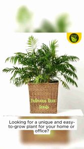 Palm Tree 5 Seeds for Planting Easy to Grow Garden Plant