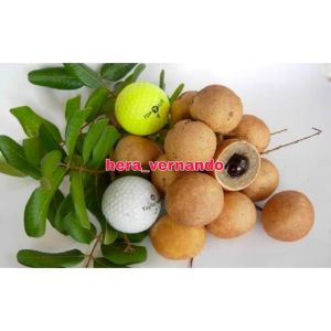 Bibit Kelengkeng Pingpong Asli Super Genjah