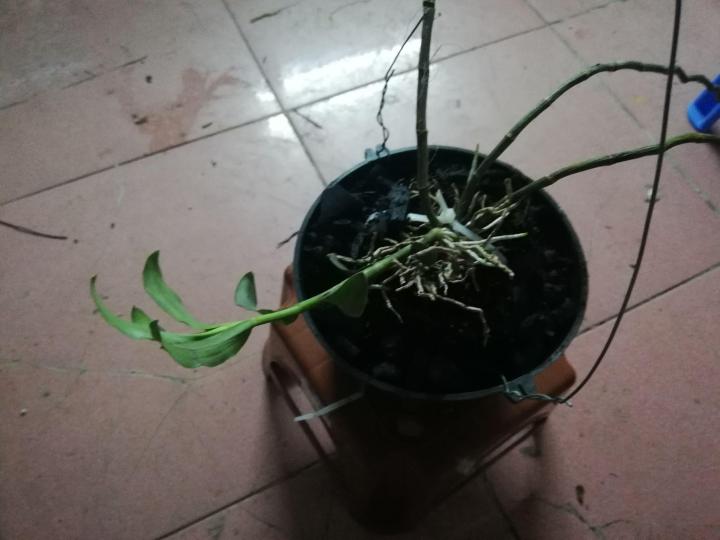 M%E1%BB%99t%20ch%E1%BA%ADu%20hoa%20lan%20r%E1%BB%ABng%20phi%20%C4%91i%E1%BB%87p%20t%C3%ADm%20,%20gi%E1%BA%A3%20h%E1%BA%A1c%20-%20hoa%20lan%20r%E1%BB%ABng%20t%C3%ADm%20tri%E1%BB%87u%20ng%C6%B0%E1%BB%9Di%20m%C3%AA%20-%20Image%203