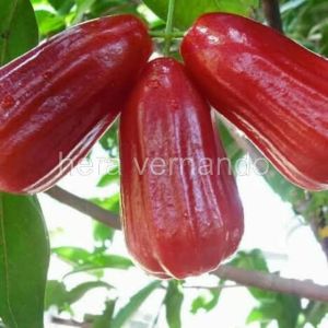 Bibit Jambu Air Madu Merah super okulasi
