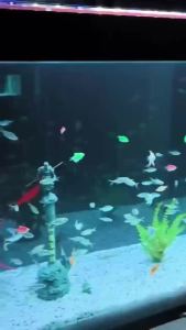 青砂石鱼缸造景组合摆件 齐天大圣孙悟空祥龙定海神针如意金箍棒微景观造景 Sandstone Aquarium Decoration Combination Ornaments/ Fish Tank、 Monkey King。。。