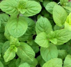 Peppermint Essential Oil