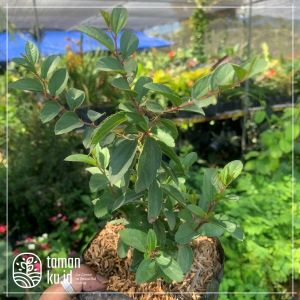 Tanaman Hias Bidara Arab Pengusir Jin | Bibit Bidara 30cm