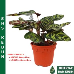 Calathea Makoyana Peacock Plant Pokok Burung Merak Pokok Hiasan Pokok Indoor Pokok Hidup Live Plant SHS KEBUN