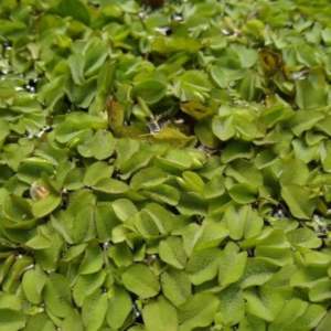 Aquatic Plants Salvinia Floating Plants for Aquarium Plants