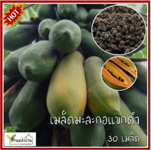 30 เมล็ด มะละกอแขกดำ เมล็ดมะละกอแขกดำ มะละกอ เมล็ดมะละกอ
