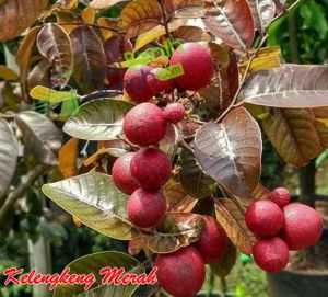 bibit kondisi berbuah / berbunga
