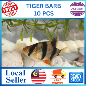 Tiger Barb Biasa