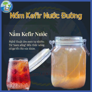 [10G] NẤM KEFIR NƯỚC ĐƯỜNG / NƯỚC MÍA – NHỎ GỌN DỄ NUÔI DỄ UỐNG 🌿
