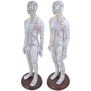 20.47Inch Human Acupuncture Model with Acupoints and Meridians Points for Acupressure & Acupunture Teaching Props
