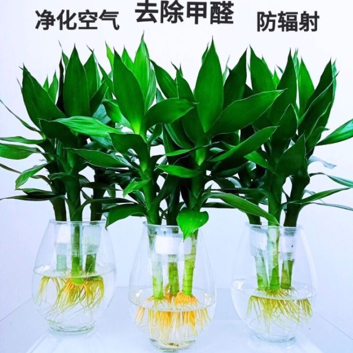 Malaysia Stock Ready stock indoor plant 观音竹 富贵竹 莲花竹 Lucky bamboo plant