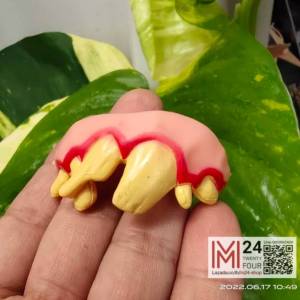 (1 ชิ้น) ฟันยางแฟนซี ฟันยาง ฟันปลอม ฟันแก้วหน้าม้า ฟันเหยิน ฟันกระต่าย ฟันแวมไพร์ ของเล่นตลก ของเล่นแกล้งคน funny fake teeth m24