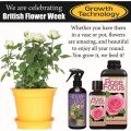 Growth Technology Rose Focus 300ml Rose Fertilizer with Seaweed Contains All Essential Nutrients Ideal for Indoor and Outdoor Roses. 