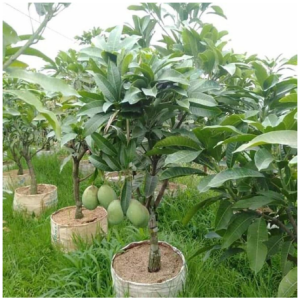 Bibit Mangga Manalagi Asli Manis Cepat Berbuah Super