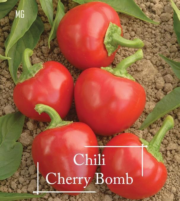 *Rare* Cherry Bomb Chili Pepper Seeds 15 seed *Pot Friendly* Tanam Pasu, Biji Benih Cili Bulat