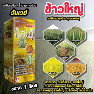 อะมิโน + น้ำตาลทางด่วน ข้าวใหญ่ ฮอร์โมนข้าว อะมิโนข้าว เร่งเต่ง สั่งเบ่ง ลมเบ่ง เร่งออกรวง ออกสุด เพิ่มน้ำหนักข้าว 1L.