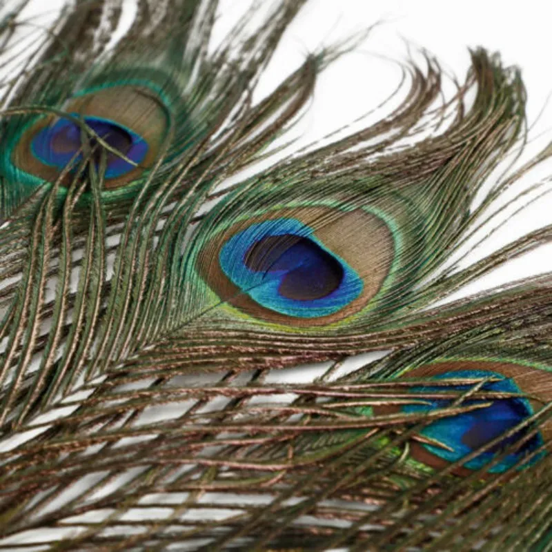Polocat Hot Sale 10pcs Real Natural Peacock Tail Eyes Feathers Wedding  Festival Party Decoration