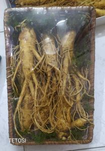 Nhân Sâm Tươi Hàn Quốc 6 Củ- 1Kg Sâm Tươi Hàn Quốc có tác dụng chống mệt mỏi minh mẫn sảng khoái sâm hàn quốc nhân sâm hàn quốc sâm tươi hầm gà sâm tươi ngâm mật ong Tetosi