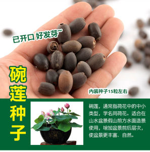 Rockery bonsai grass seeds  20000pcs Micro Landscape/Potted Landscape Moss Plants 假山盆景草种子 微景观/盆栽造景苔藓植物