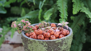 Bộ sưu tập bí ngô đầy màu sắc 20 chiếc bí ngô nhựa hoàn hảo cho trang trí nhà theo mùa sử dụng ngoài trời