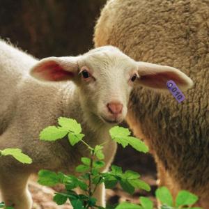 Professional Ear Tagging Kits with 100 Digital Mark And Pliers For Goat Sheep Pigs And Cattle Animal Identification