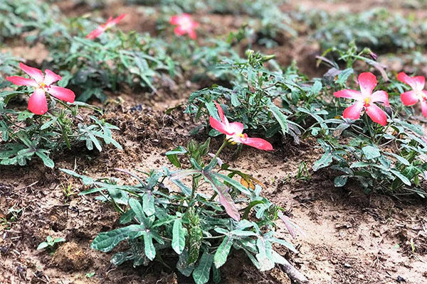 30%20H%E1%BA%A1t%20gi%E1%BB%91ng%20nh%C3%A2n%20s%C3%A2m%20B%E1%BB%91%20Ch%C3%ADnh%20-%20Image%204