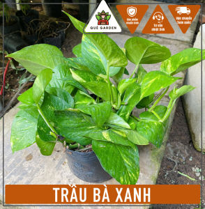 Cây Trầu Bà Xanh - Dòng kiểng lá dễ chăm - Lọc không khí tốt!