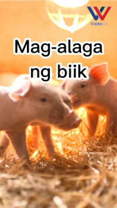 【COD】Breeding Insulation Lampshade Lighting Pig Farm Special Beasts Pet Chicken With Bulb Brooding Lamp