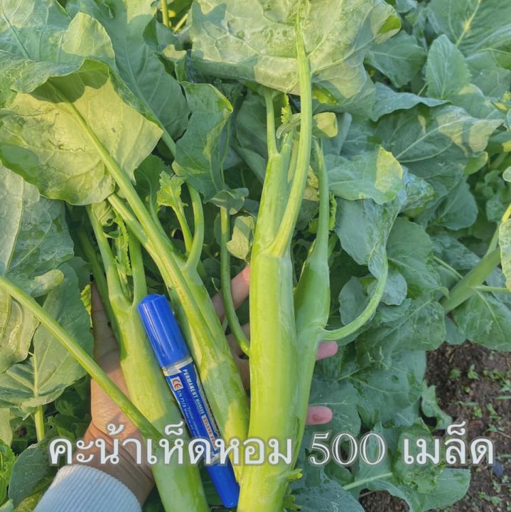 เมล็ดพันธุ์คะน้าเห็ดหอม ต้นใหญ่ ใบหนา