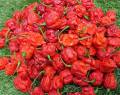 พริกปีศาจ บรรจุ 25-30เมล็ดพริกเผ็ดที่สุดในโลก พริกผิวย่น(ปีศาจ)บุตโจโลเกีย (bhut jolokia) เมล็ดพันธุ์. 