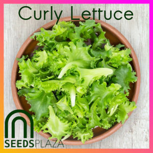 SeedsPLAZA™ - Lettuce Curly Green Seeds for Planting Vegetable Plants (100 Seed) + Instructions for F1 Letsugas Plant