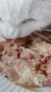 ⭐  185g ทูน่าขาวล้วนในเจลลี่ ชุด 20  48 กระป๋อง อาหารแมวเปียก กระป๋องเปลือย