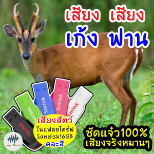 เสียงเก้ง ฟาน อีเก้ง เสียงต่อ เมม/แฟลชไดร์ฟเสียงต่อเก้ง มีเก็บเงินปลายทาง เสียงจริง ชัดแจ๋ว 100% ไม่มีโฆษณาแทรก (MP3 เสียงต่อสัตว์)