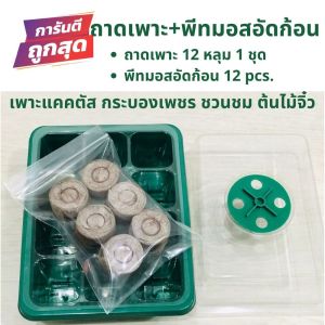 🚚ส่งเร็ว ชุดถาดเพาะเมล็ดจิ๋ว เพาะแคคตัส กระบองเพชร ชวนชม ชุดเพาะเมล็ด พีทมอสอัดก้อน 12 ก้อน ก้อนเพาะเมล็ด พีทมอสแคปซูล เพาะกล้าอ่อน