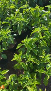 ติดดอก ดอกสีส้ม/แดง {ถุง/กระถาง 8 นิ้ว}