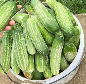 Hạt giống dưa chuột nếp | Tỷ lệ nảy mầm trên 90%