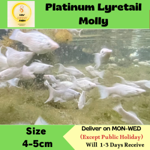 Platinum Lyretail Molly /Livefish/Freshwater/白金双尾茉莉鱼