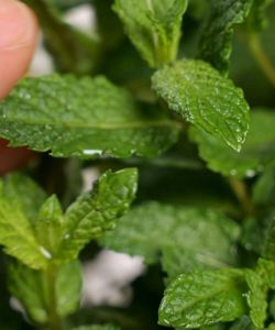 Tic Tac Spearmint Flavored Candies 12pcs x 14.5g – Refreshing Breath-Freshening Mints