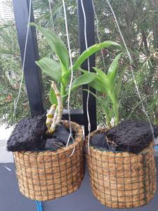 pot bulat sabut kelapa kombinasi ijuk pot anggrek murah pot gantung sabut kelapa pot tanaman anggrek