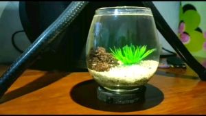 Akuarium Mini Cupang A / Tank Cupang / Aquarium Guppy / Aquascape Unik