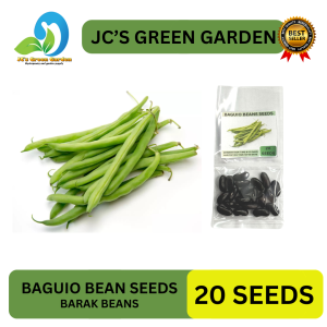(20 SEEDS) BAGUIO BEANS SEEDS/BARAK BEANS/HYBRID/EASY TO GROW/HIGH YIELDING