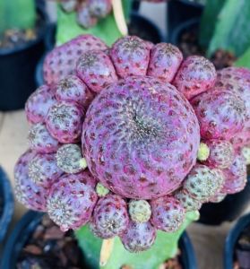 sulcorebutia ซันโครีบูเทียสตอเบอร์รี่ ชันโคม่วงสีสวยมากๆ  ไม้กราฟบนตอสามเหลี่ยม ขนาดหัวไม้ 8-10 เช็นต์    หัวโตๆหน่อดกๆ ส่งแบบเคาะดิน